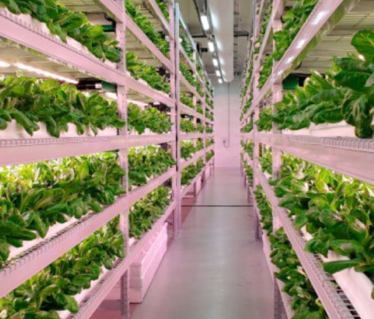ECO1- Three Ton Vegetable Farm